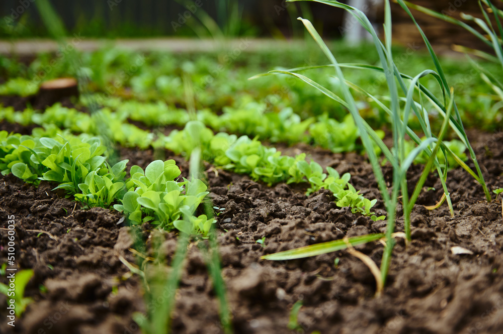 Row of growing eco lettuce leaves in a flowerbed. Eco-farming, horticulture, agricultural hobby and business concept Row of growing eco lettuce leaves in a flowerbed. Eco-farming, horticulture, agricultural hobby and business concept