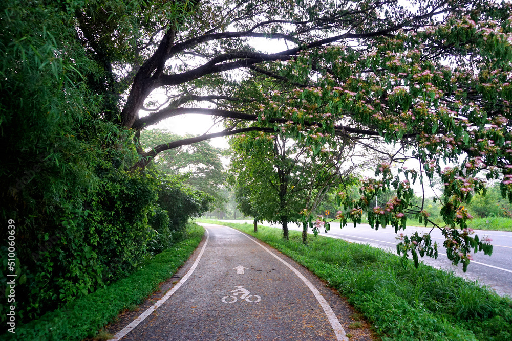 Bike lane beside forest, Sport background