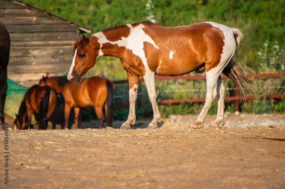 horses in the farm horses in the farm