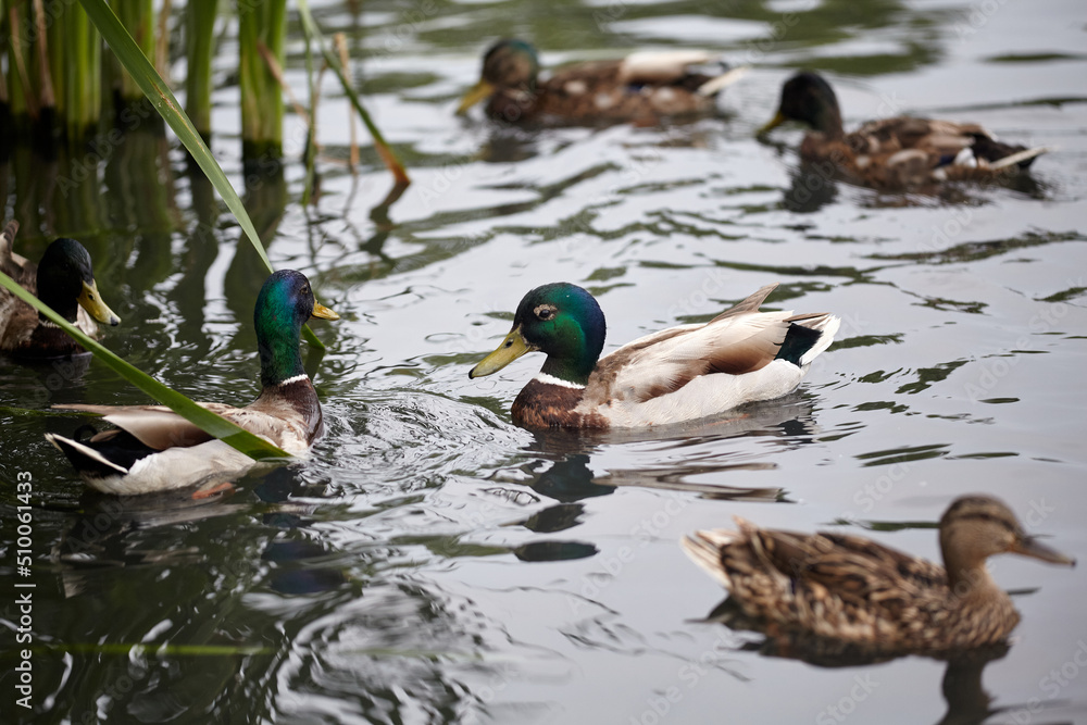 Obraz premium Group of wild ducks swimming in the lake.