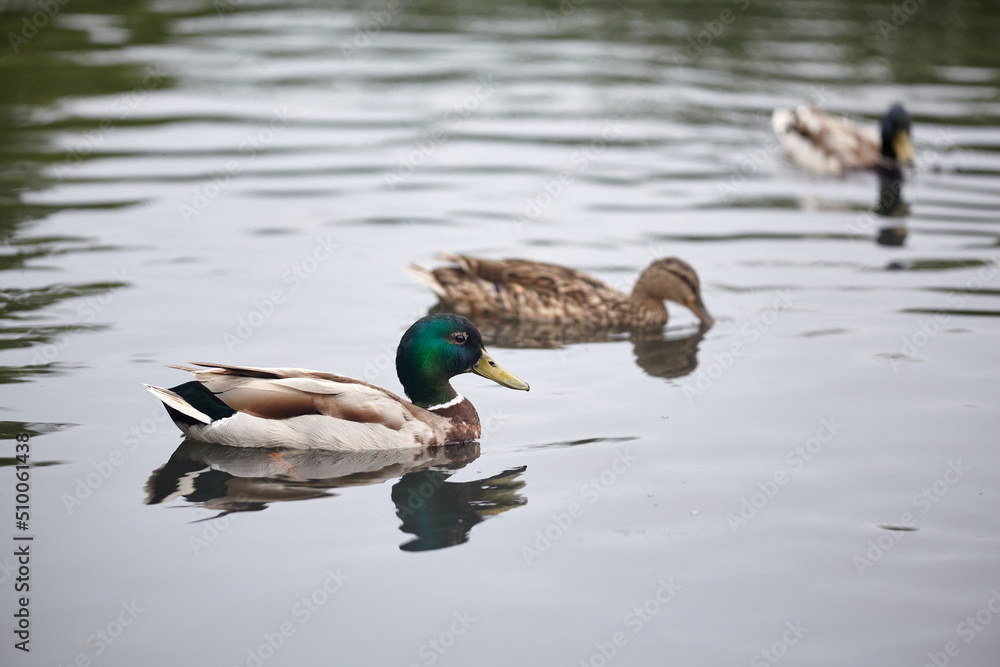 Group of wild ducks swimming in the lake. Group of wild ducks swimming in the lake.