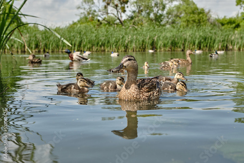 Mother duck with ducklings swimming on lake surface. Wild animals in a pond.