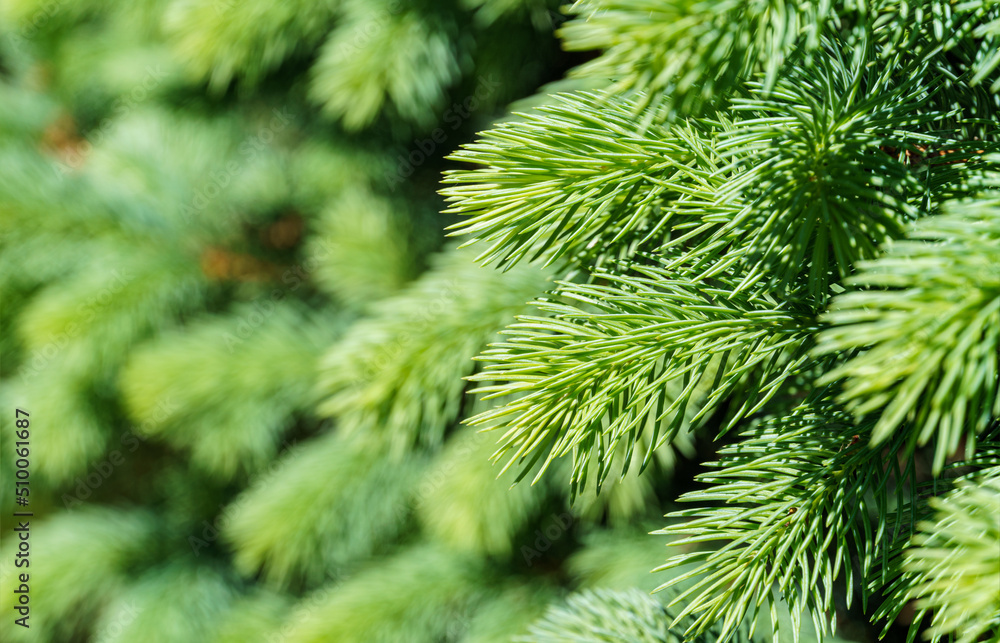 Light green  needles of a Christmas tree as a background. Blue spruce Picea pungens with new growth in ornamental garden. Nature concept for spring or Christmas design. Close-up selective focus