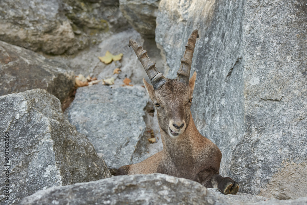 Brown Horn Ibex sitting on rock ledge and looking down