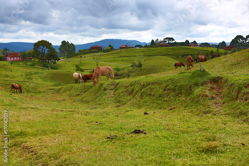 farm with animals in burned ranch santa catarina