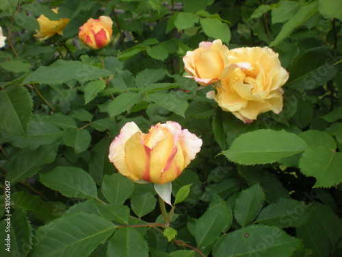 herbaciane róże wśród liści