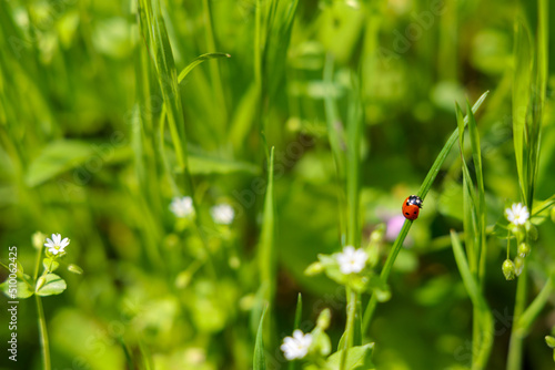 Ladybug on green grass