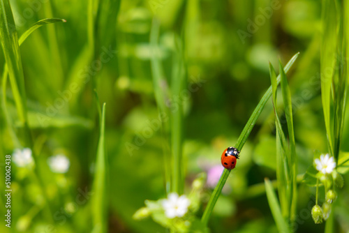 Ladybug on green grass