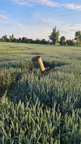 Getreide, Feld, Himmel-Feld, Feld mit Getreide, Getreidefeld