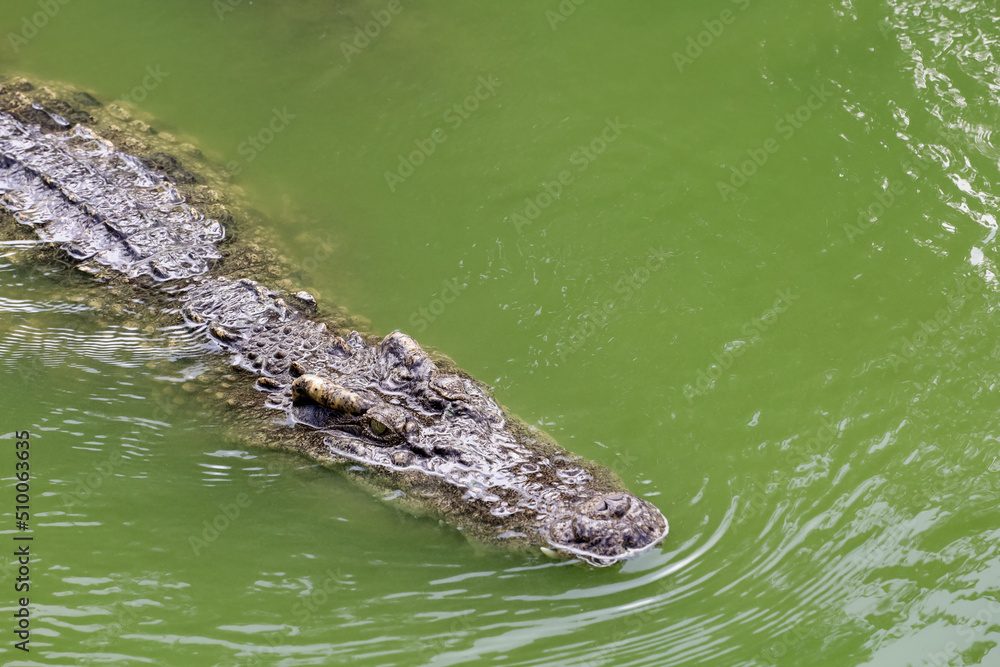 Close up big head crocodile is show head in river Close up big head crocodile is show head in river