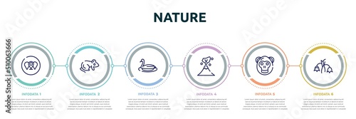 nature concept infographic design template. included branches, rat, swan, volcano, orangutan, harebell icons and 6 option or steps.