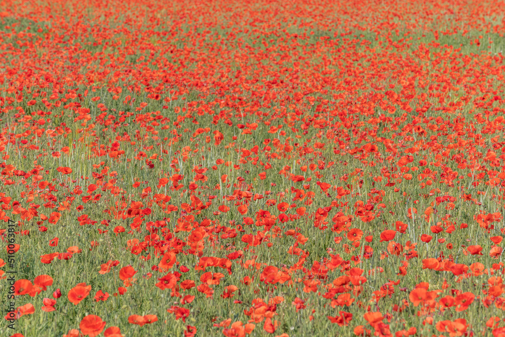 Fields filled with poppies in spring in plain.