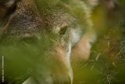 View of European Wolf hidden in Bushes. Wild Wolf in Forest