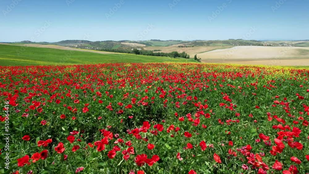 Flight over beautiful field of red poppies with blue sky in Tuscany, near Pienza. Italy. Flight over beautiful field of red poppies with blue sky in Tuscany, near Pienza. Italy.