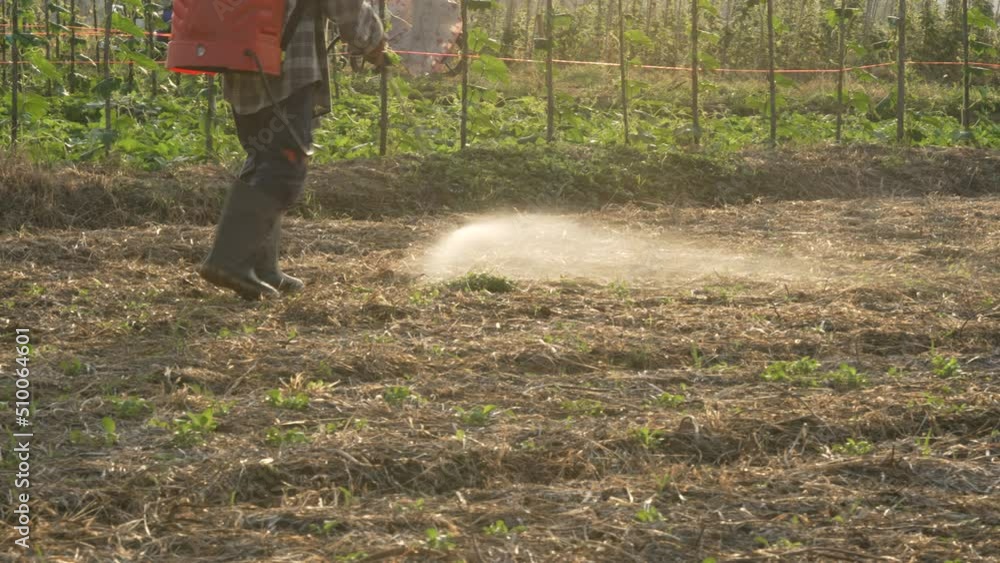 Farmers are using chemical sprayers on their farm fields. to prevent insects To nourish plants. Use of agricultural chemicals. Farmers are using chemical sprayers on their farm fields. to prevent insects To nourish plants. Use of agricultural chemicals.