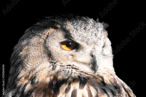 Owl On A Black Background