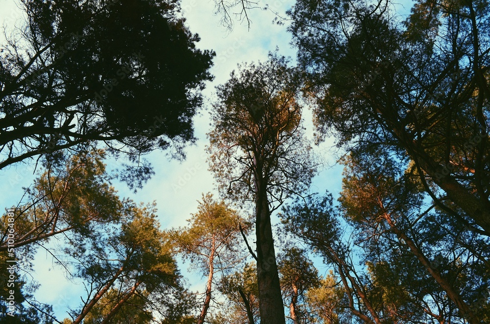 Fototapeta premium trees and sky