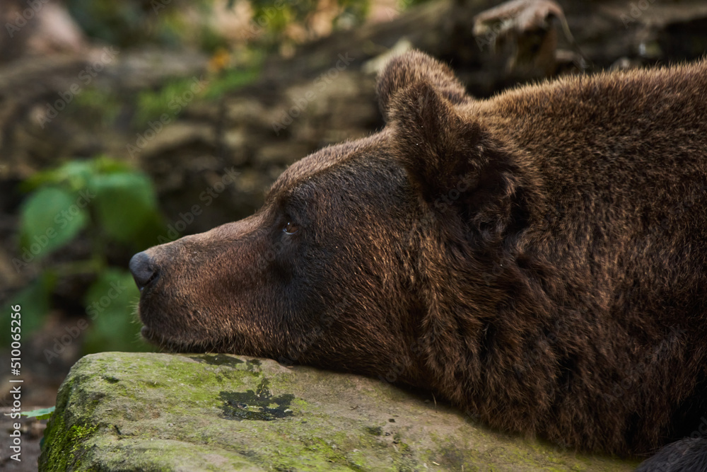 Closeup of cute Brown Bear. Bear Relaxing in Forest Closeup of cute Brown Bear. Bear Relaxing in Forest