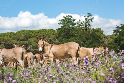 Donkeys on the farm in Italy