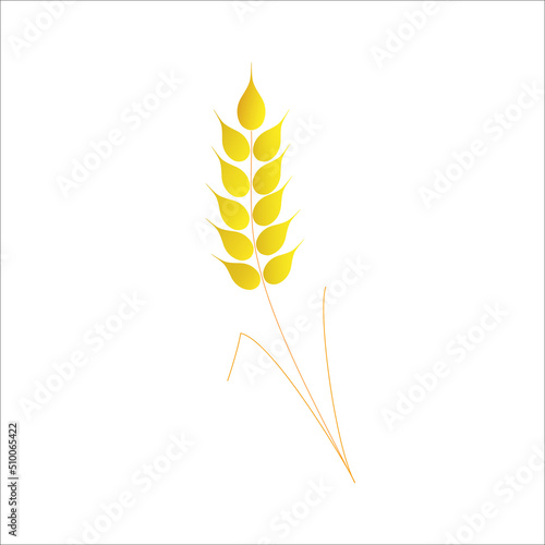 Ear of wheat on a white background.