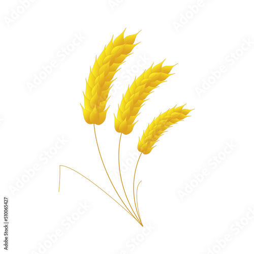Three ears of wheat on a white background.