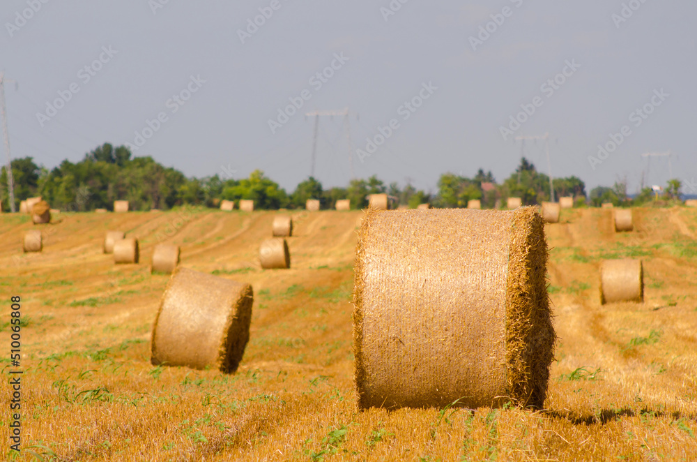 Hay bales on agricultural field after harvest in summer