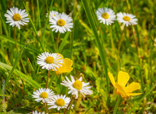 Chamomille flowers grow at wild summer meadow. White chamomile flowers in the field.