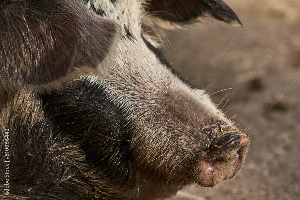 Cute Pic, closeup of furry Pig. Farm Animals. Ears covering Eyes Cute Pic, closeup of furry Pig. Farm Animals. Ears covering Eyes