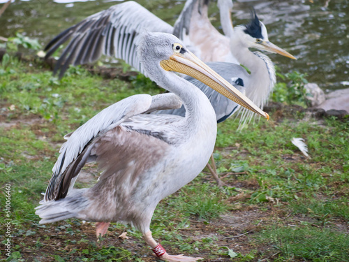 Pelican on the water. White gray plumage, large beak, at a large sea bird. Animal