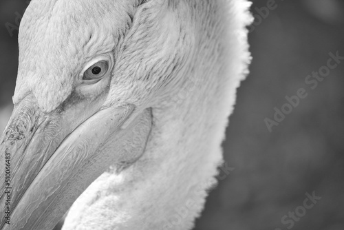 Pelican black and white in portrait. White plumage, large beak, marine bird