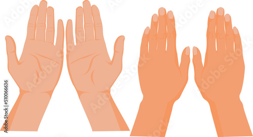 Hand in front and backside. Human body parts.