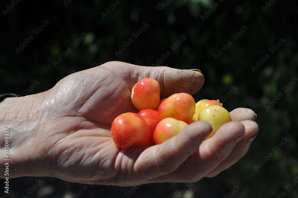 An old villager holds in his hand cherries that he himself has grown. An old villager holds in his hand cherries that he himself has grown.