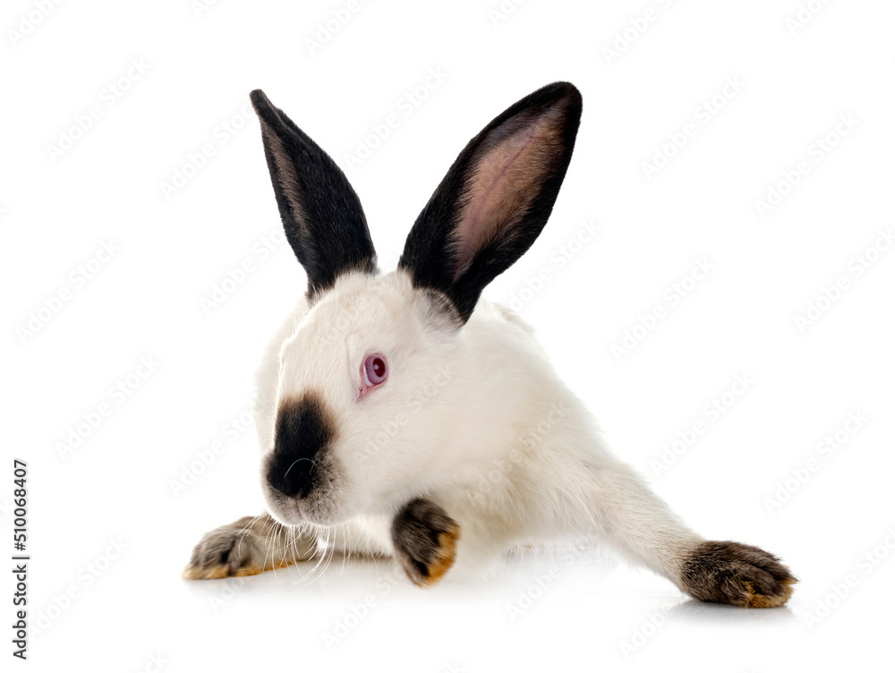 Fototapeta premium Californian rabbit in studio