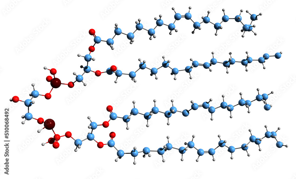 3D image of Cardiolipin skeletal formula - molecular chemical structure of mitochondrial membrane component isolated on white background
3D image of Cardiolipin skeletal formula - molecular chemical structure of mitochondrial membrane component isolated on white background