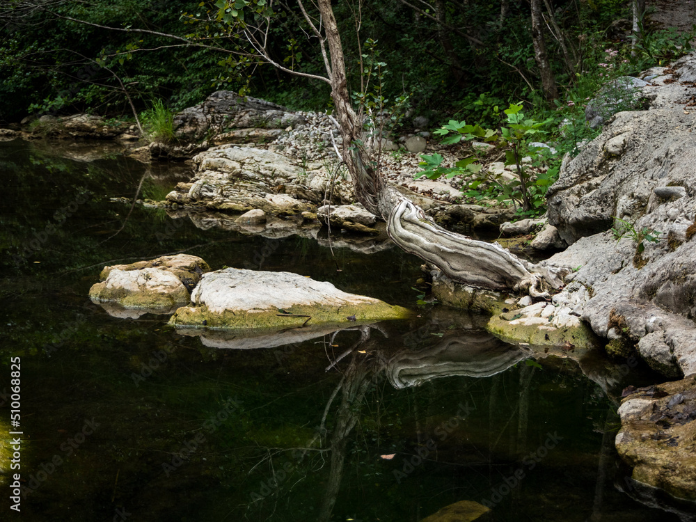 tronco de un árbol al lado de un río con poca agua y muchas piedras