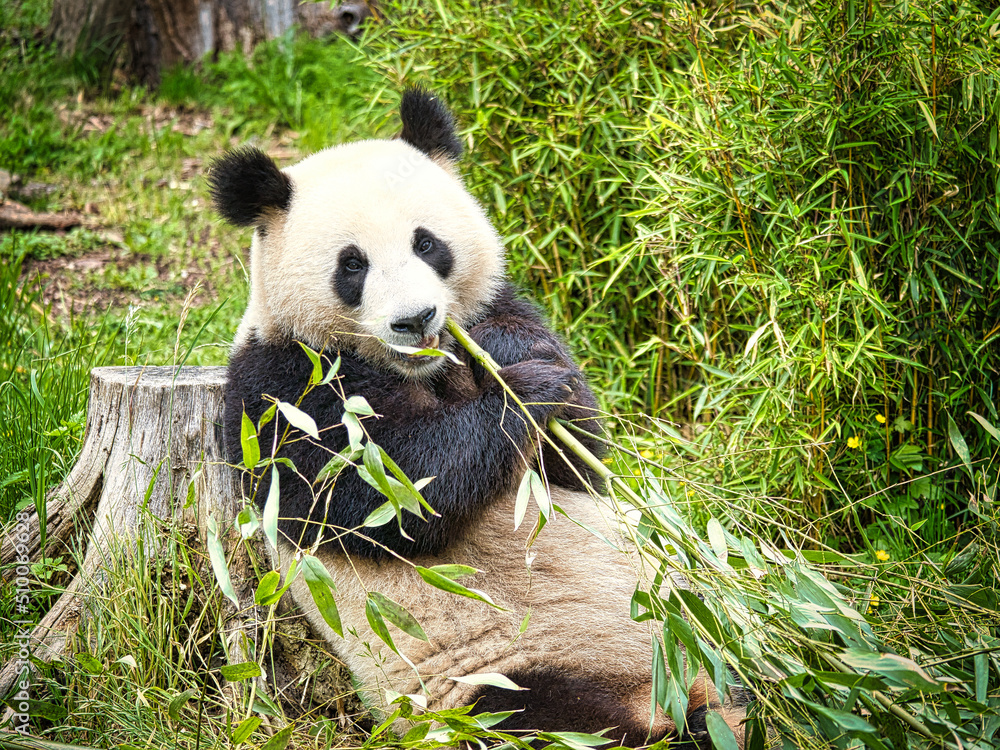 Obraz premium big panda sitting eating bamboo. Endangered species. Black and white mammal