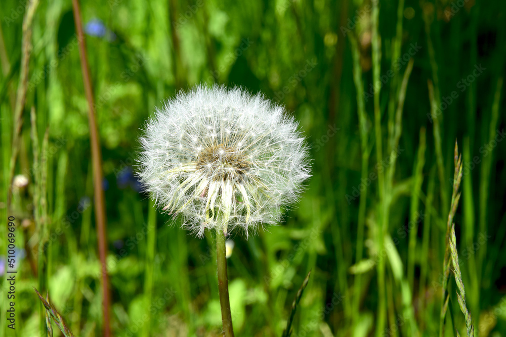 White dandelion cap on a green background White dandelion cap on a green background