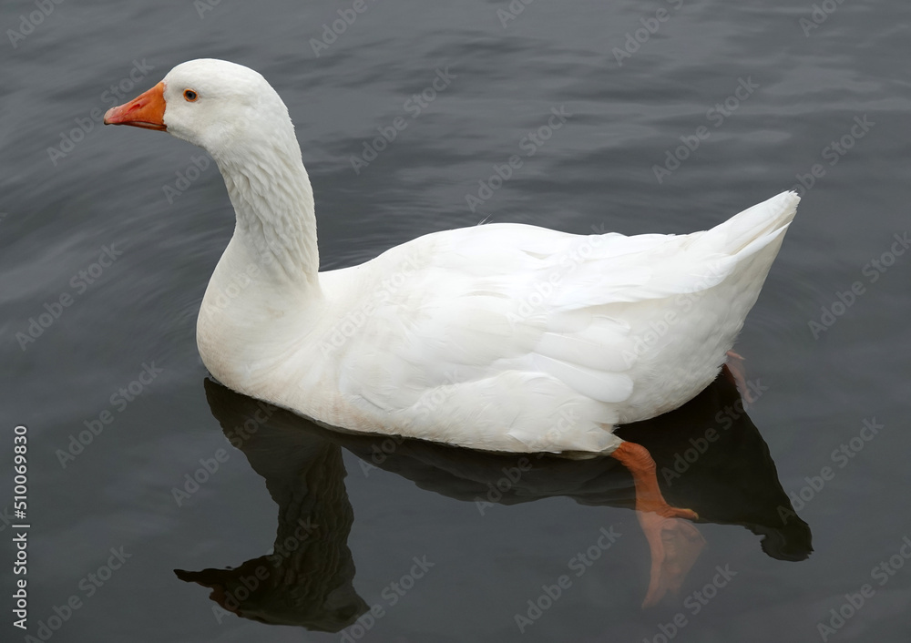 A white goose, swimming in clear dark water. One can see its paw below the surface of the water.