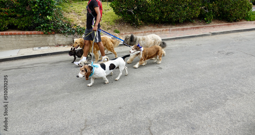 adult male taking seven dogs for a walk