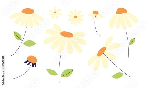 Set of blooming chamomile flowers on stems. Daisy wild camomiles.  Botanical cute plants and herbs for garden. Blossom, spring summer flower, buds and leaves. Hand drawn flat vector illustration.