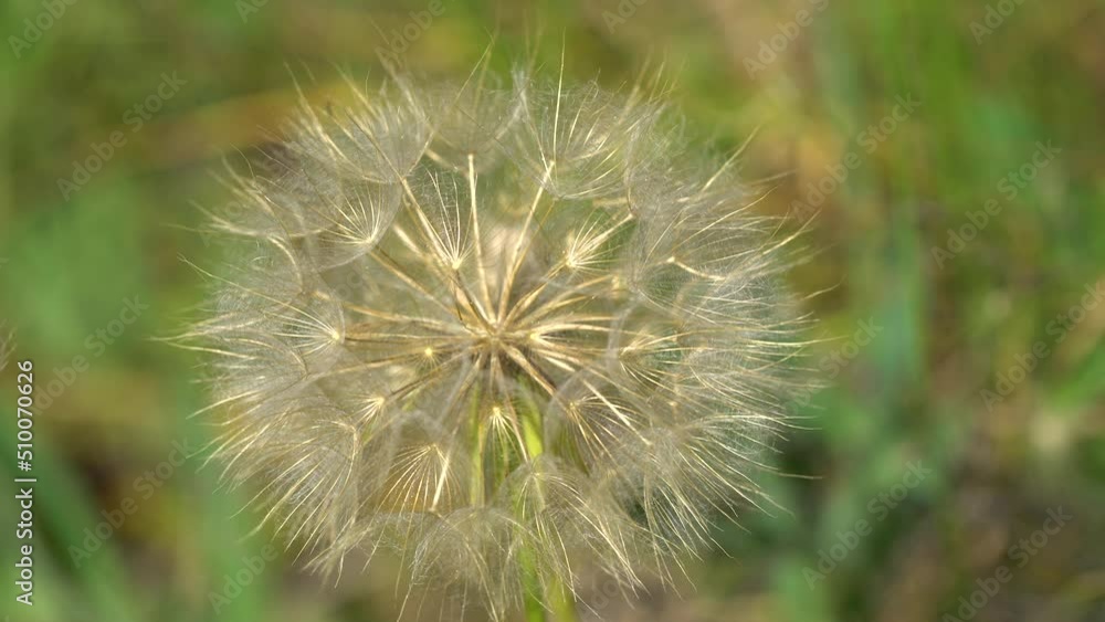 Close up macro image of dandelion seed heads Close up macro image of dandelion seed heads