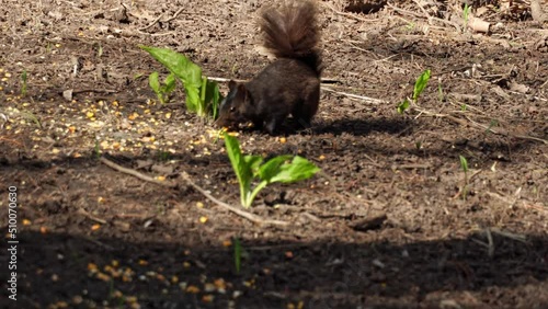 Squirrel picking seeds and nuts in the forest or park. Animal wildlife in the city shot. Canadian squirrel digging and sniffing for food.