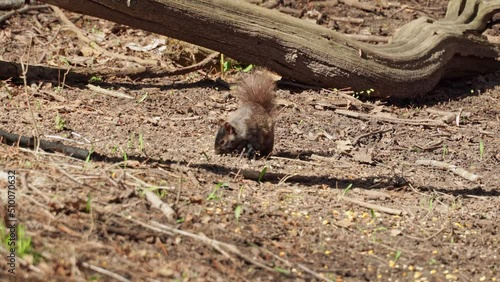 Squirrel picking seeds and nuts in the forest or park. Animal wildlife in the city shot. Canadian squirrel digging and sniffing for food.