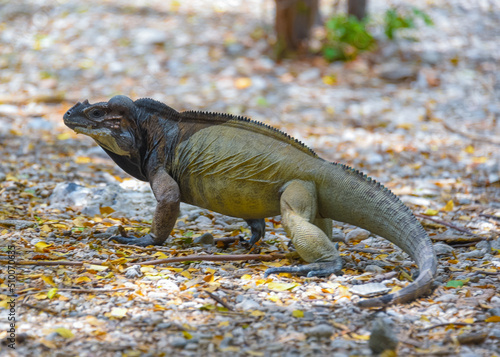 iguana lagarto dominicano