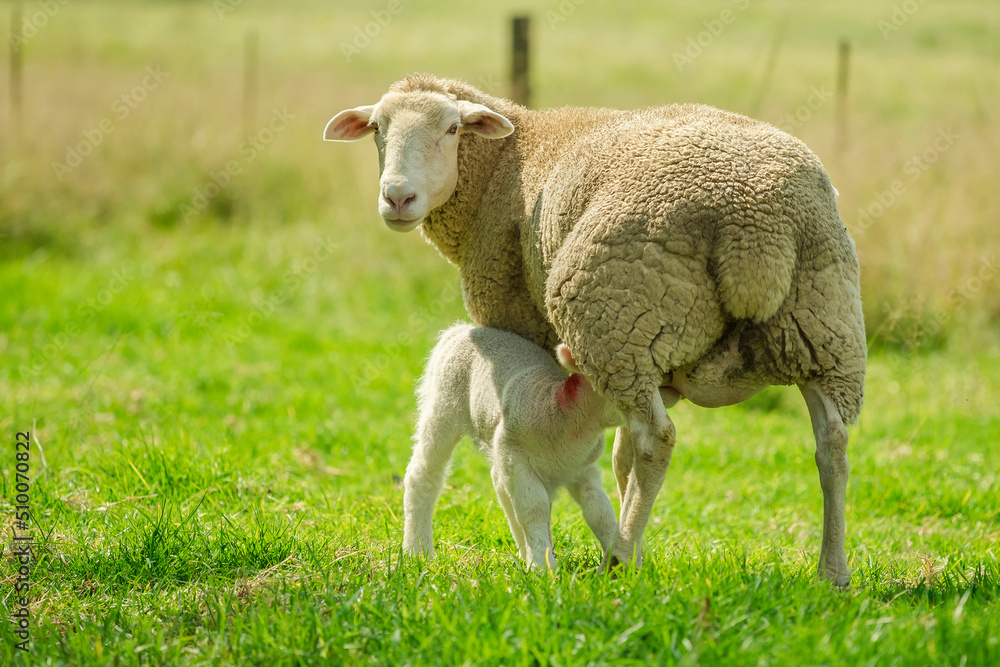 Obraz premium Sheep in Green Grass