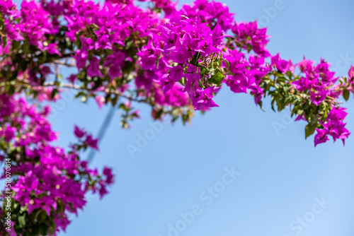 Pink purple flower, bloom bougainvillea on blue sky background, copy space. Greek Island, Greece