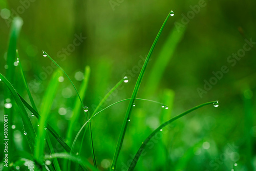 Macro Green Grass With water drop