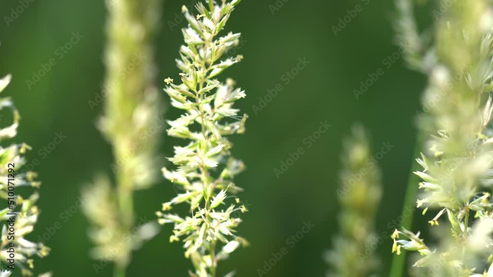 Blowing green grass flower Blowing green grass flower