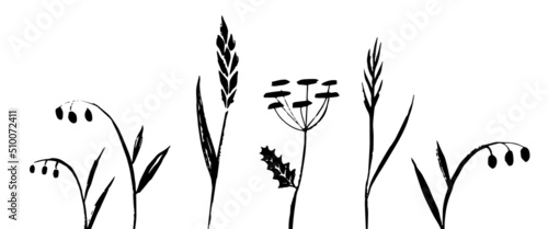Wild grass hand drawn collection. Vector illustration.