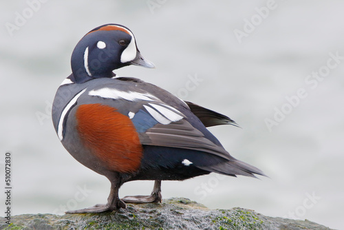 Harlequin Duck (Histrionicus histrionicus) male on rock, Barnegat Jetty, New Jersey